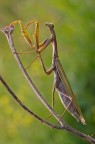Mantis Mantis