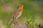 Pettirosso -Erithacus rubecula Pettirosso -Erithacus rubecula