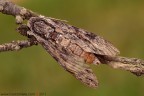Agrius convolvuli (Sphingidae) Agrius convolvuli (Sphingidae)