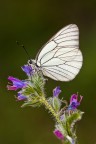 Aporia Aporia