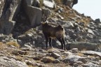 Camoscio maschio Camoscio maschio