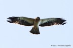 AQUILA MINORE ( non era una poiana) AQUILA MINORE ( non era una poiana)
