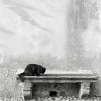 il caxxicanista che è in me il caxxicanista che è in me