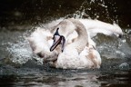 Cigno Cigno