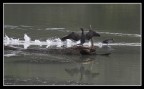 Cormorano e gallinella da corsa Cormorano e gallinella da corsa
