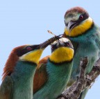 la tentazione... la tentazione...