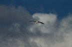 Canon EOS 1100D
obiettivo Tamron 70-300
f 5.6  300mm 1/1000s 
Inseguire il farabutto mentre mi planava intorno  stato semplice: il difficie  stato riuscire a fare uno scatto in cui il gabbiano risultasse nitido. Purtroppo non  bastata la maschera di contrasto a risolvere...suggerimenti e frustate sempre accetti