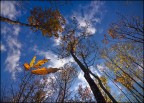 l'autunno dal basso l'autunno dal basso