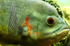 Astronotus ocellatus Astronotus ocellatus