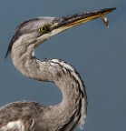 esse come ssspuntino esse come ssspuntino