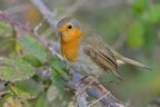 Pettirosso (Erithacus rubecula) Pettirosso (Erithacus rubecula)