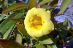 gelsomino giallo