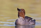 Quattrocchi femmina(Bucephala clangula) femmina