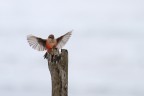 Pigliamosche vermiglio lei (Pyrocephalus rubinus)