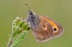 Coenonympha pamphilus Coenonympha pamphilus