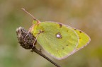 Colias... Colias...