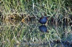gallinella d'acqua