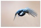 Volo