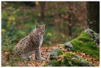 Luchs Luchs