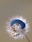 bruco blu....