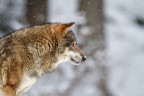 il lupo e la neve
