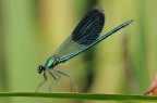 Calopteryx Splendens (maschio) Calopteryx Splendens (maschio)
