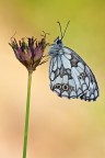 Melanargia Melanargia