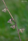 Macaone (Papilio machaon Linnaeus, 1758) Macaone (Papilio machaon Linnaeus, 1758)