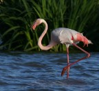 Feny week:eleganza Feny week:eleganza