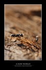 A New World A New World