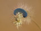 bruco....blu2