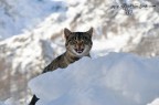 MI SENTO UNA LINCE... MI SENTO UNA LINCE...