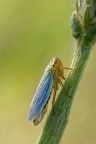 Cicadella Cicadella