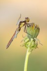 Sympetrum pedemontanum su taraxacum officinale Sympetrum pedemontanum su taraxacum officinale