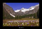 Genova su un letto di Crocus