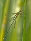 Lestes virdis Lestes virdis