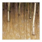 Painted trees Painted trees