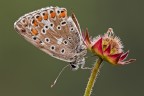 Pollyommatus icarus Pollyommatus icarus