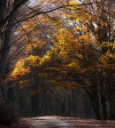 Il mio bosco incantato Il mio bosco incantato
