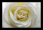 Flower 2 Flower 2