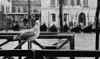 Primo piano