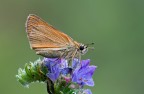 Hesperiidae Hesperiidae