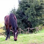 cavallo cavallo