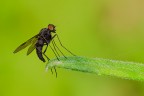 sul trampolino