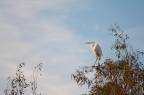 Airone bianco