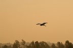 Airone all'alba