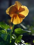 Orange flower