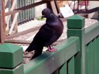 Uscivo dal giardino Salvi di Vicenza dopo aver scattate varie foto.
Nell'attraversare un ponticello che sorpassa un ruscelletto un colombo si posa sul parapetto del ponte.... Ecco immortalato il
volatile.....Amici...ve lo offro..... Per un arrosto.....o per una meditazione.....Fate voi......Per voi tutti per caldo CIAOOOOOOOO  dal vecchietto CARLINO