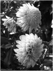 Dalie in B&W Dalie in B&W