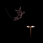 Farfalla notturna Farfalla notturna